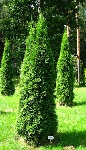 caring for evergreen trees