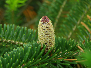 Fraser Fir Needles and Cone