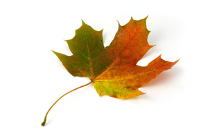 Sugar Maple Colors of Fall