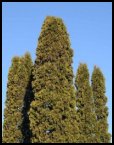 Evergreen Trees - Austrian Pine