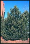Evergreen Trees - Austrian Pine