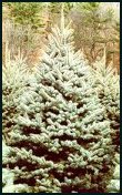 Evergreen Trees - Colorado Blue Spruce