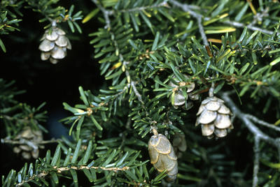 Canadian Hemlock Trees (Tsuga Canadensis)