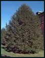 Evergreen trees - Canadian Hemlock