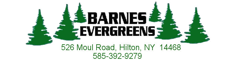 Barnes Evergreens