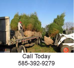 Transplanting Trees Services
