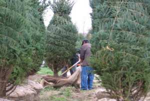 Evergreen trees, blue spruce trees and more at Barnes Evergreens in upstate NY.