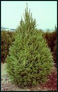 Evergreen Trees - Norway Spruce