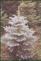 Very narrow evergreen trees, Colorado Blue Spruce trees and more!
