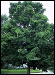 Evergreen Trees - Serbian Spruce