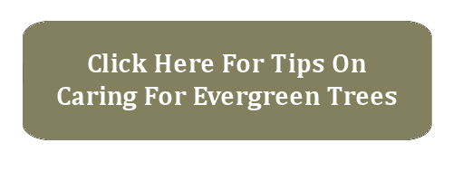 tips on caring for evergreen trees