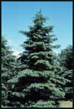 White Spruce Evergreen Tree
