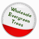 wholesale evergreen trees
